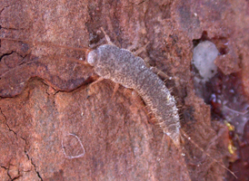 Gray Silverfish